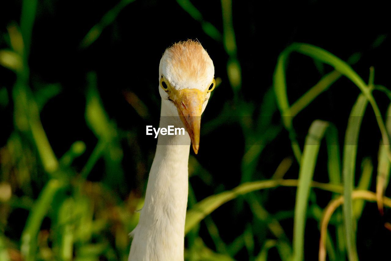 Close-up of cattle egret