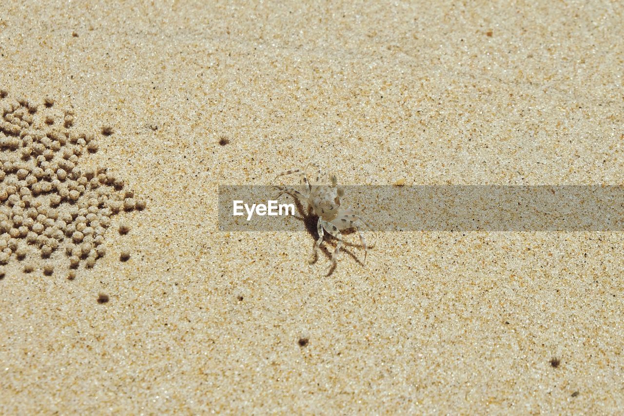 High angle view of crab on sand