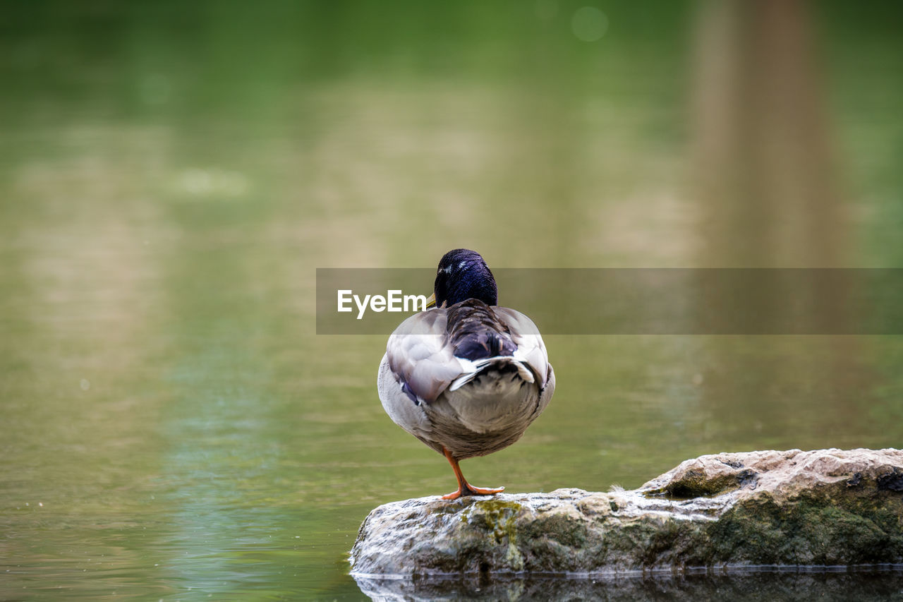 Duck on rock