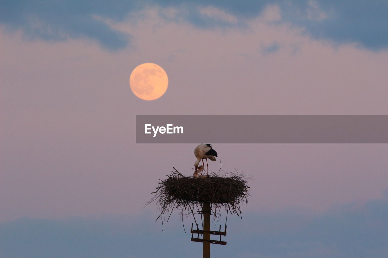 Low angle view of bird perching on cable against sky