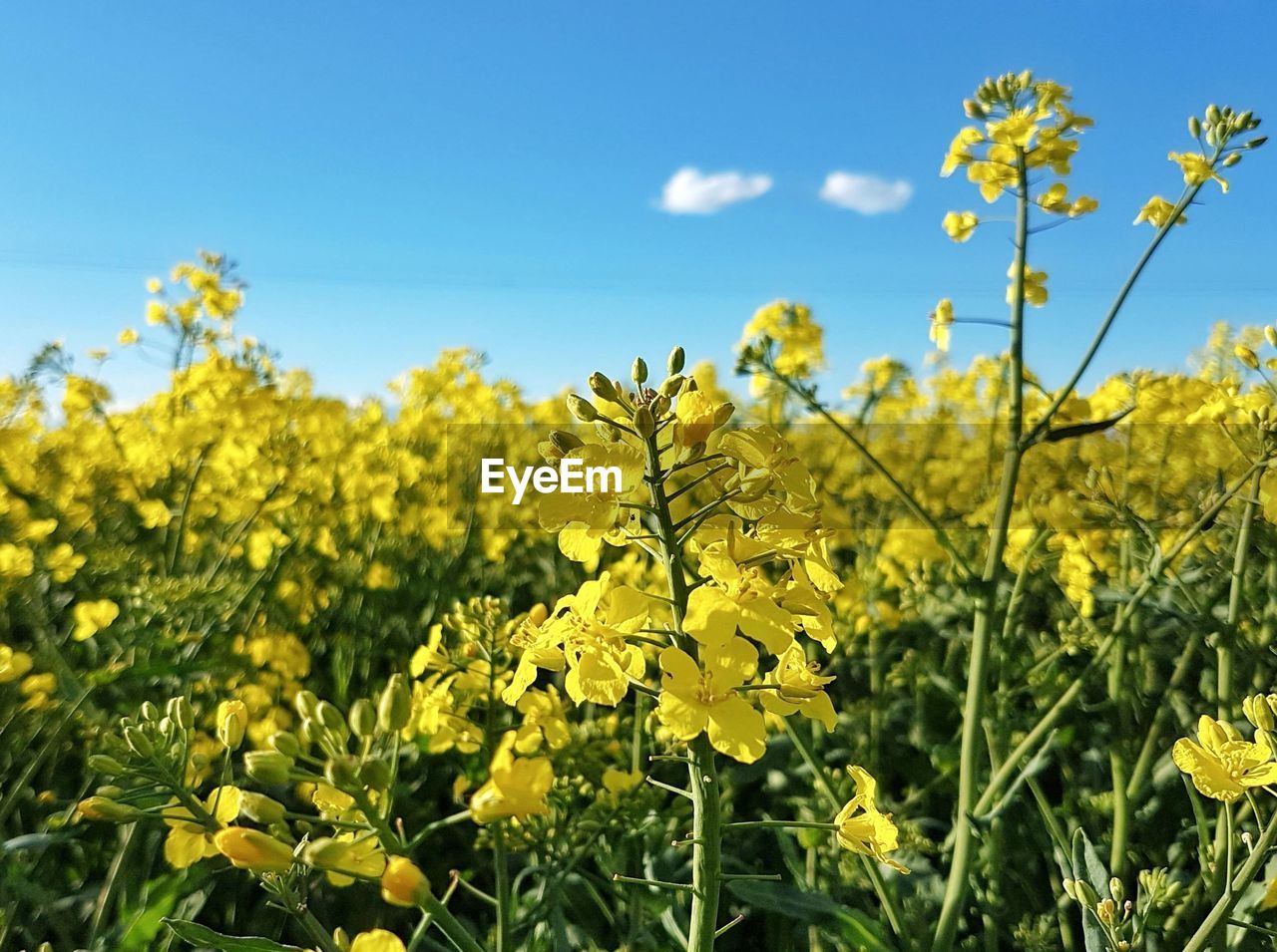 rapeseed, plant, flower, yellow, growth, vegetable, produce, beauty in nature, canola, flowering plant, food, sky, field, freshness, landscape, agriculture, land, nature, rural scene, mustard, meadow, crop, brassica rapa, oilseed rape, prairie, environment, springtime, no people, vibrant color, farm, blue, blossom, wildflower, scenics - nature, fragility, day, abundance, tranquility, outdoors, cloud, sunlight, cultivated, flower head, green, summer, tranquil scene, grassland, food and drink, clear sky, sunny, idyllic