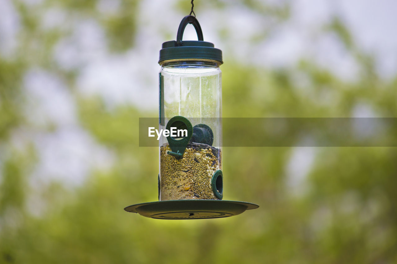 Close-up of bird on feeder