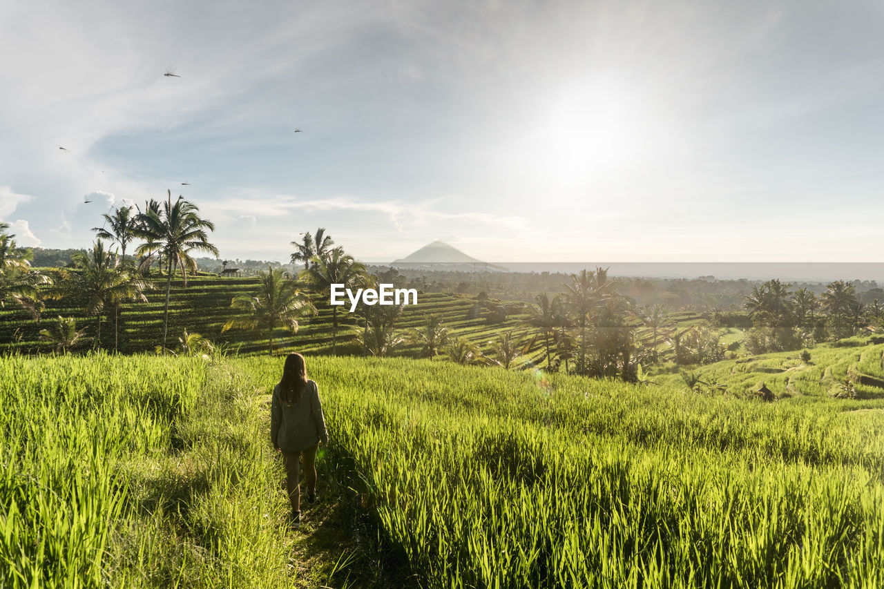 Rear view of woman standing on agricultural field