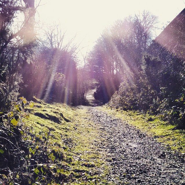 SUN SHINING THROUGH TREES ON SUNNY DAY