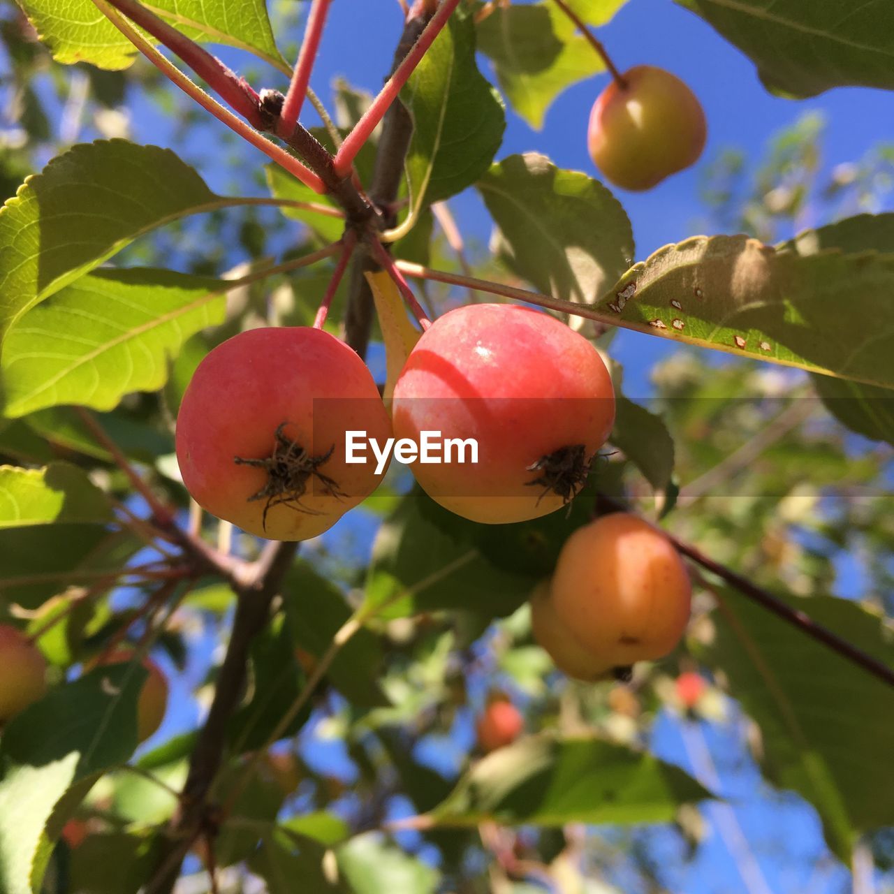 LOW ANGLE VIEW OF APPLES ON TREE
