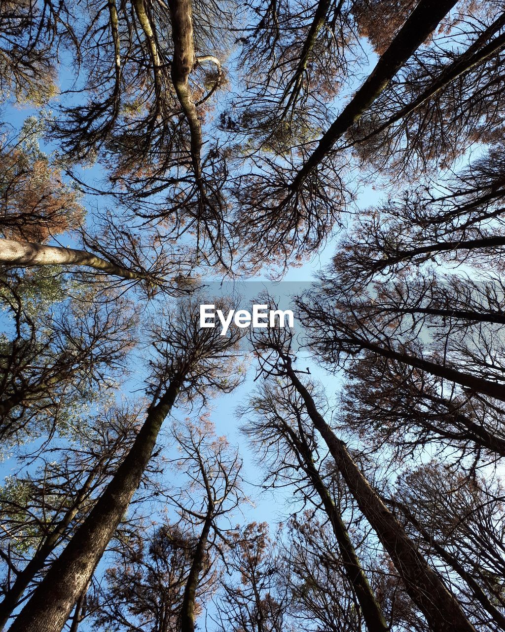 LOW ANGLE VIEW OF PINE TREE