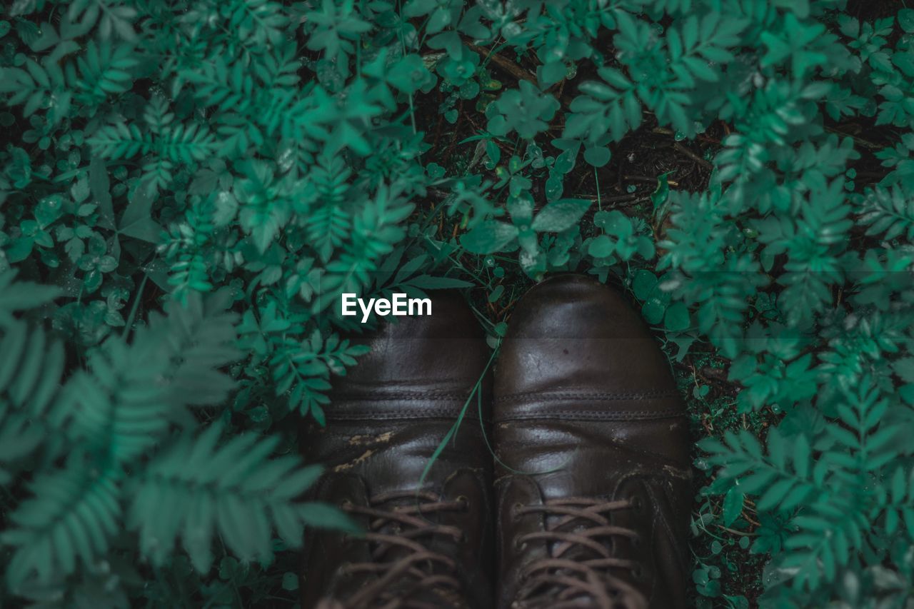 Close-up of shoes on plants