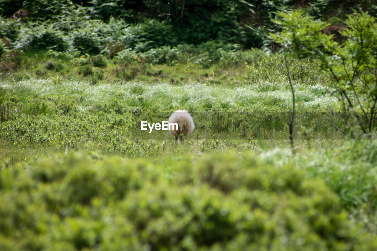 White bird on grassy field