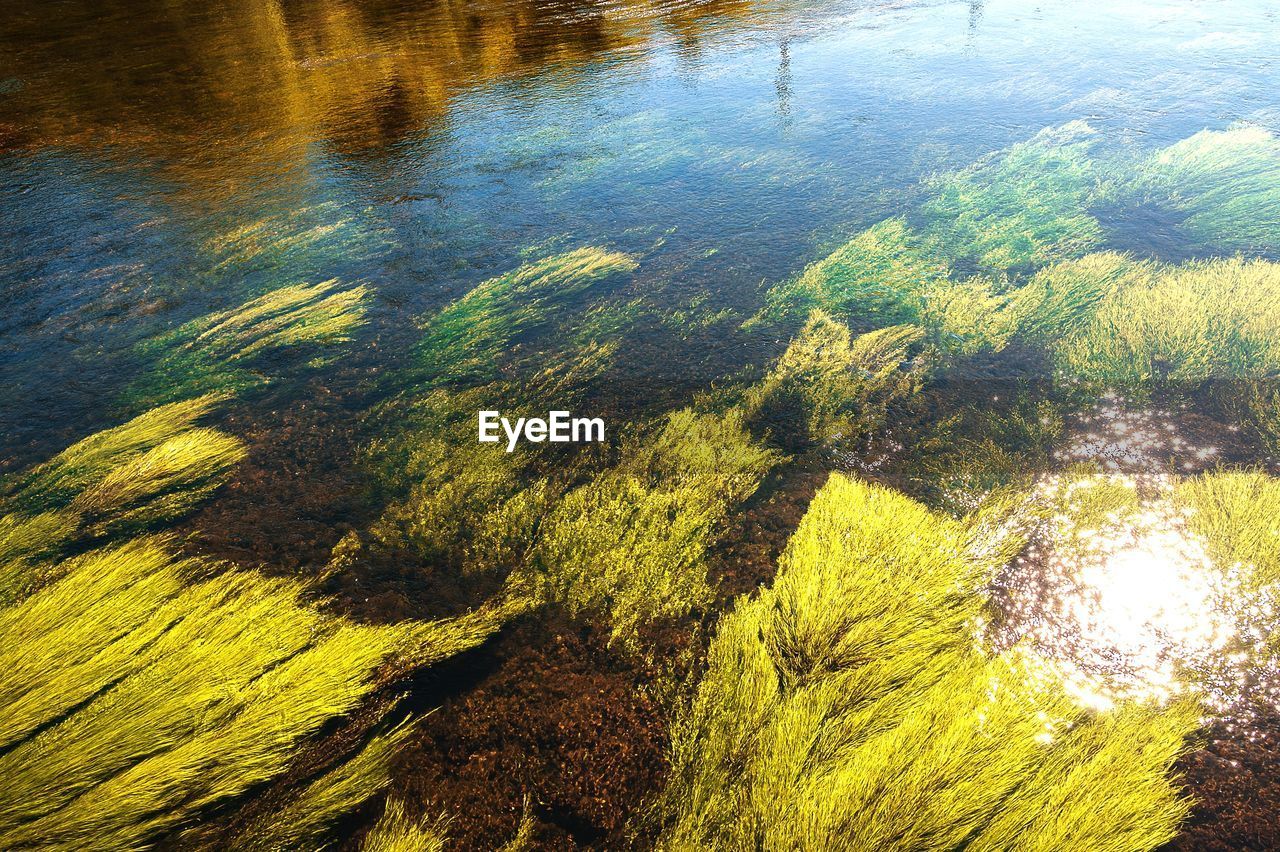 HIGH ANGLE VIEW OF PLANTS BY LAKE