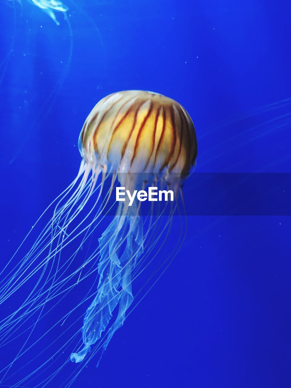 CLOSE-UP OF JELLYFISH UNDERWATER