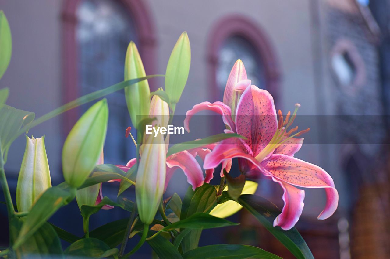 CLOSE-UP OF FLOWERS BLOOMING