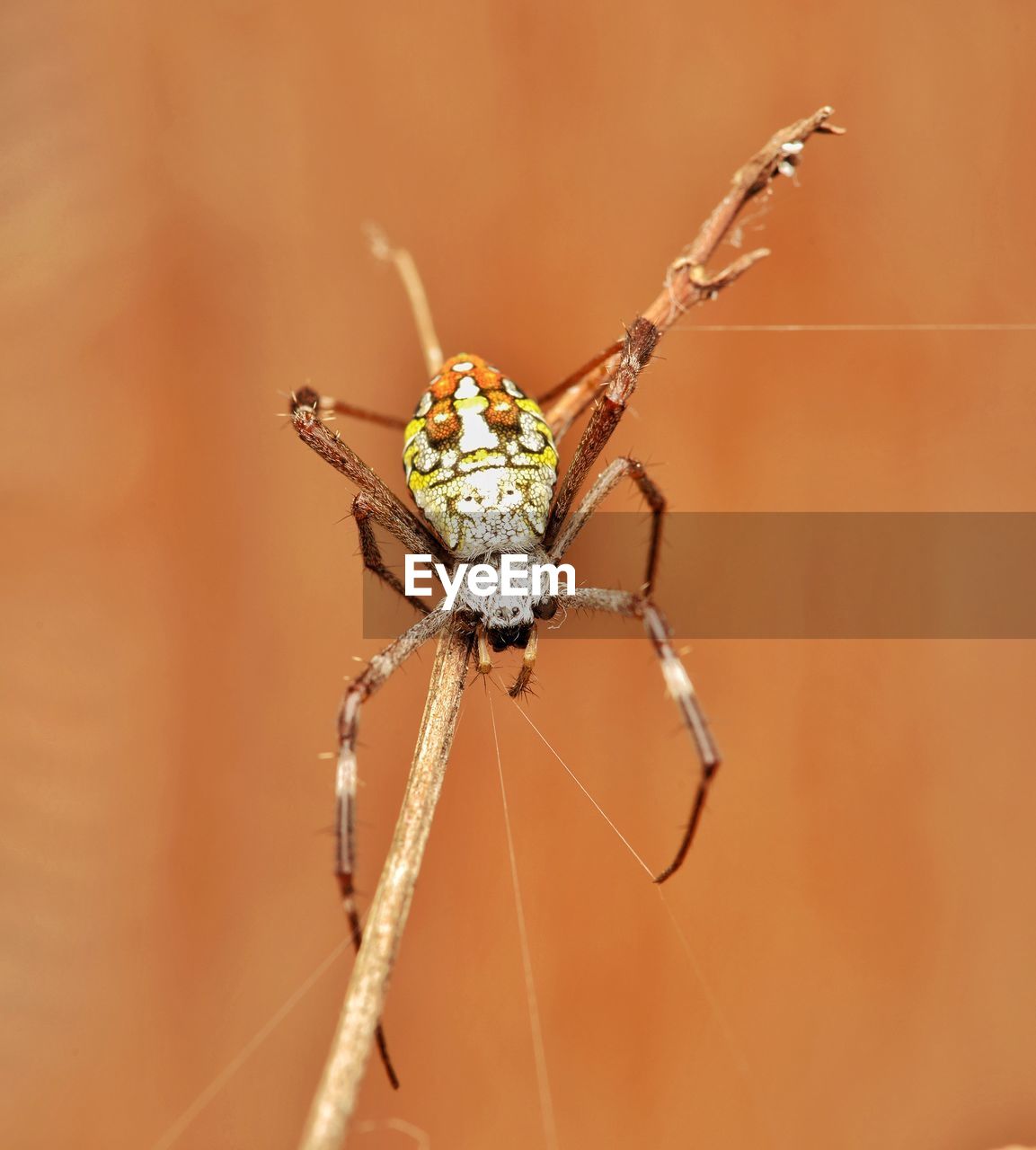 Close-up of spider