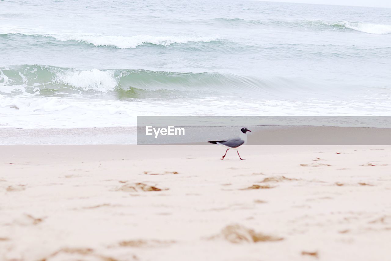 SEAGULL ON A BEACH