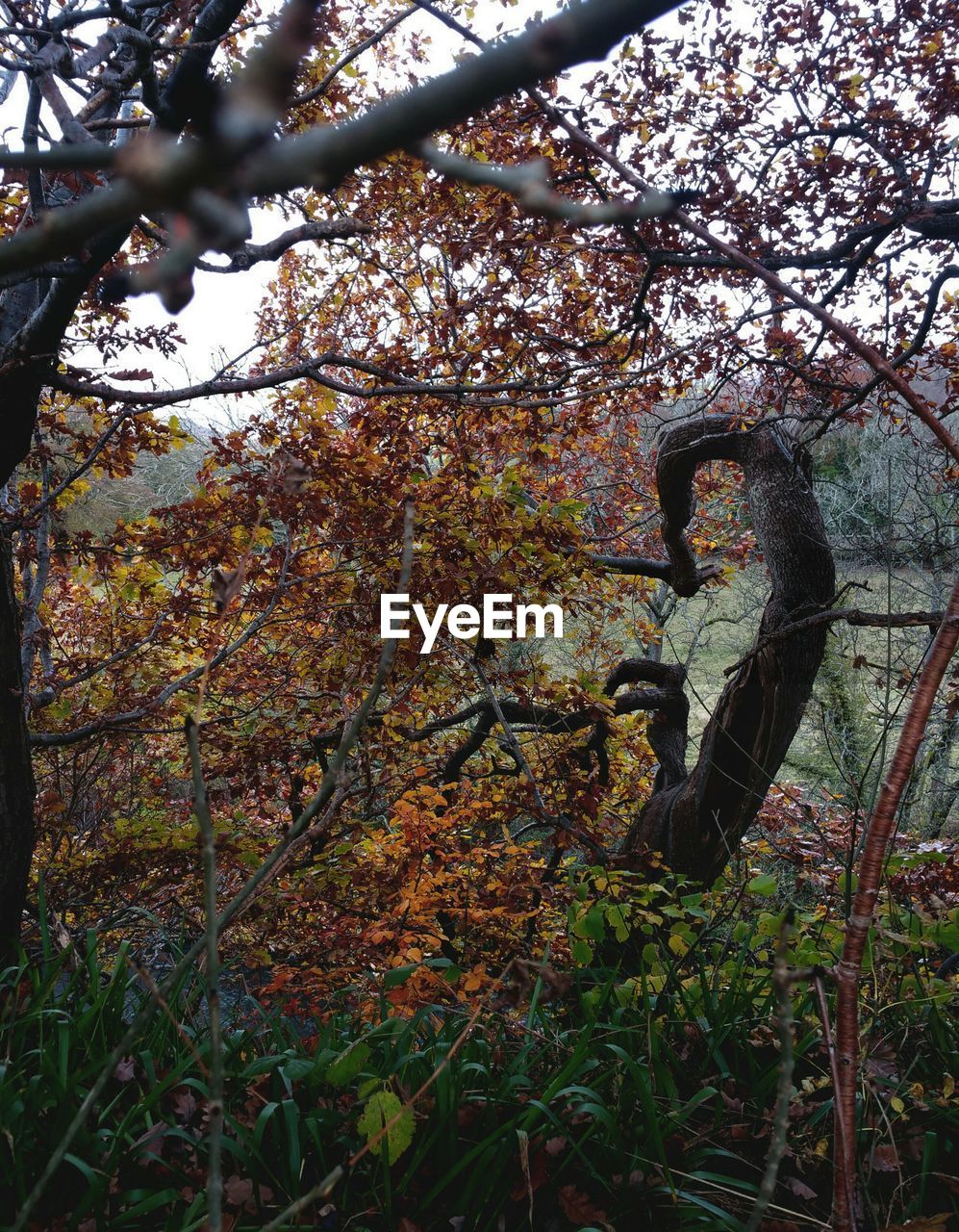 LOW ANGLE VIEW OF PLANTS ON TREE