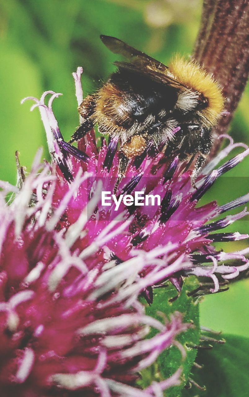 Close-up of bee on purple flower