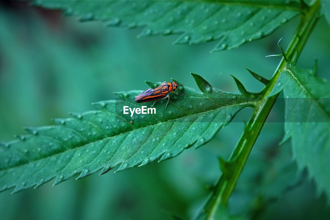 CLOSE-UP OF CATERPILLAR ON LEAF