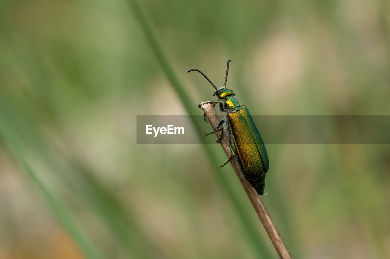 Close-up of a green blister beetle