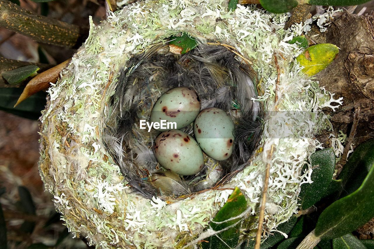 Close-up of eggs in nest