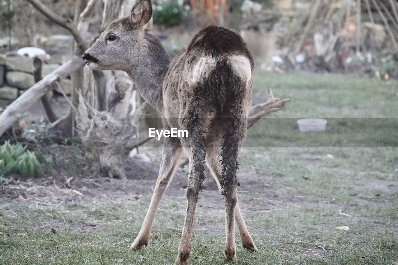 animal, animal themes, animal wildlife, mammal, wildlife, grass, group of animals, plant, nature, no people, land, field, two animals, deer, tree, focus on foreground, day, outdoors, young animal, domestic animals, standing