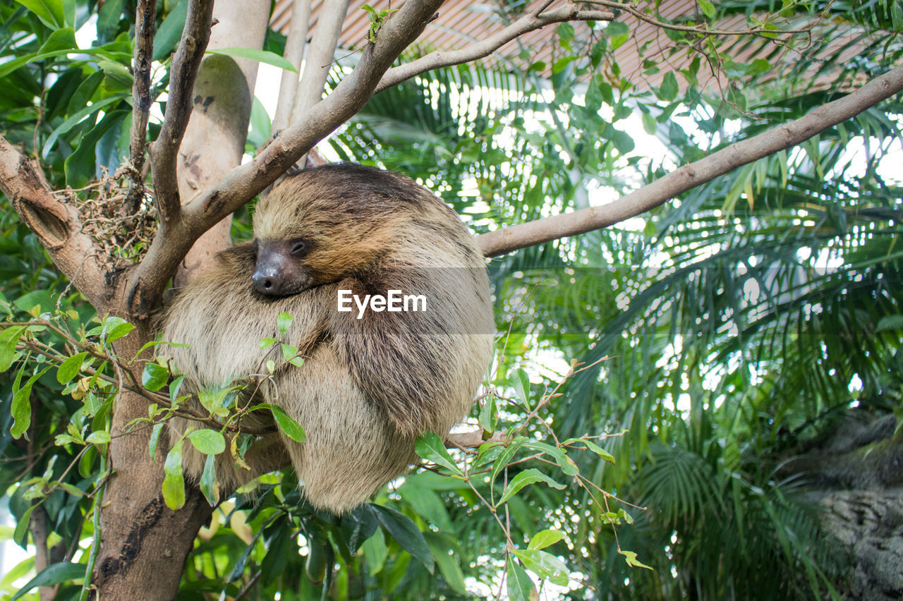 Low angle view of sloth sleeping on tree at zoo