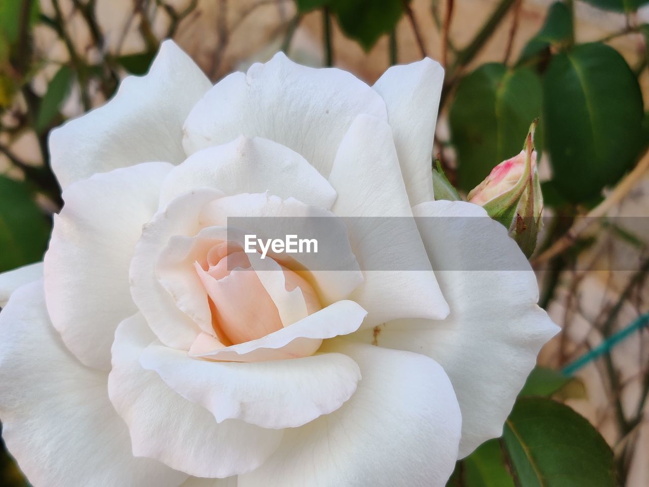 CLOSE-UP OF WHITE ROSES