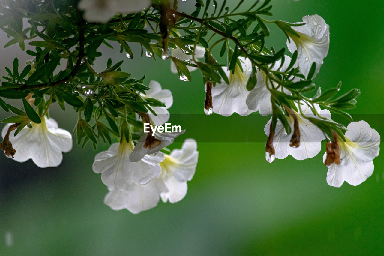 Close-up of white cherry blossoms