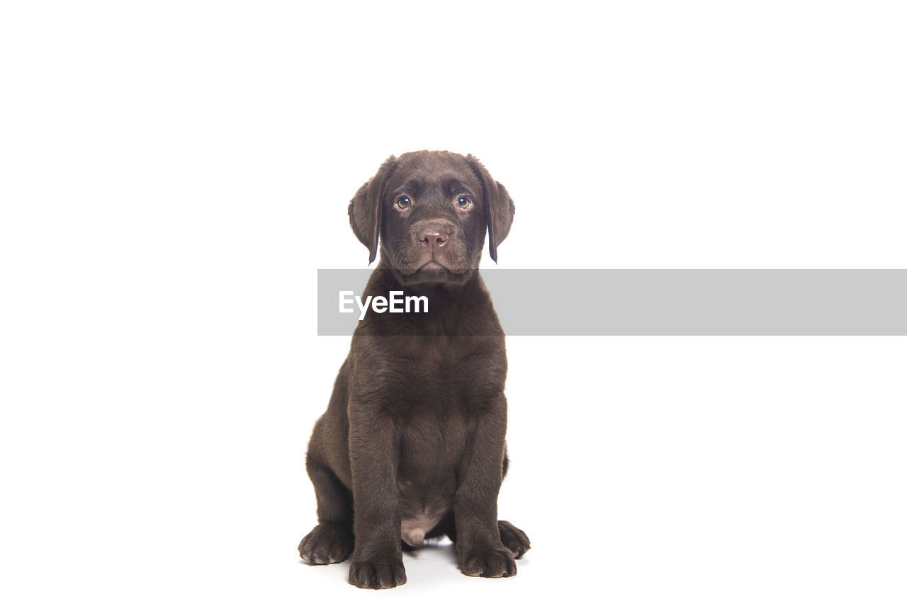 Portrait of puppy sitting against white background