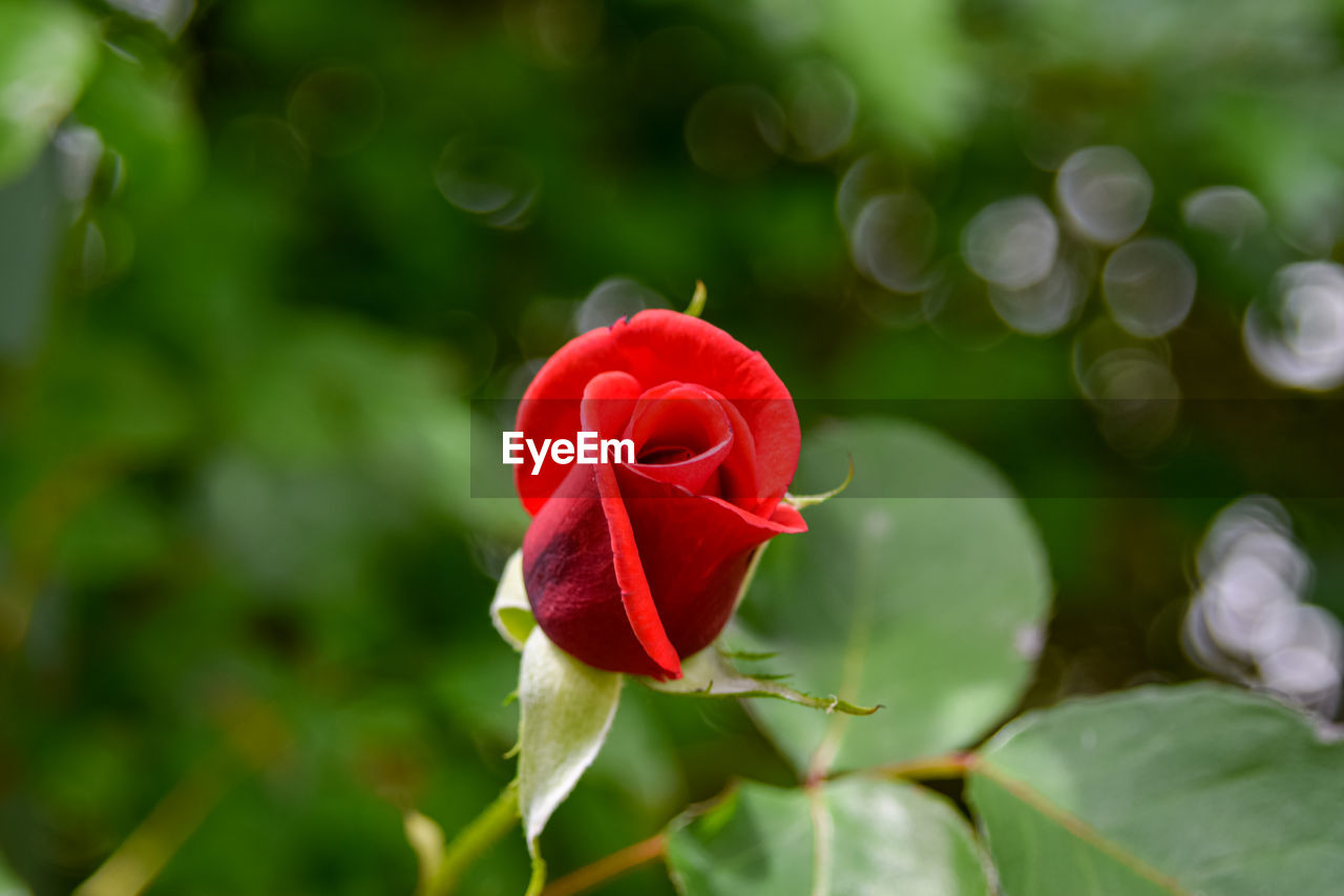 plant, flower, flowering plant, beauty in nature, rose, red, green, freshness, nature, petal, fragility, macro photography, close-up, flower head, leaf, inflorescence, plant part, rose - flower, no people, outdoors, garden roses, rose wine, growth, focus on foreground, springtime, environment, multi colored, summer, love, blossom