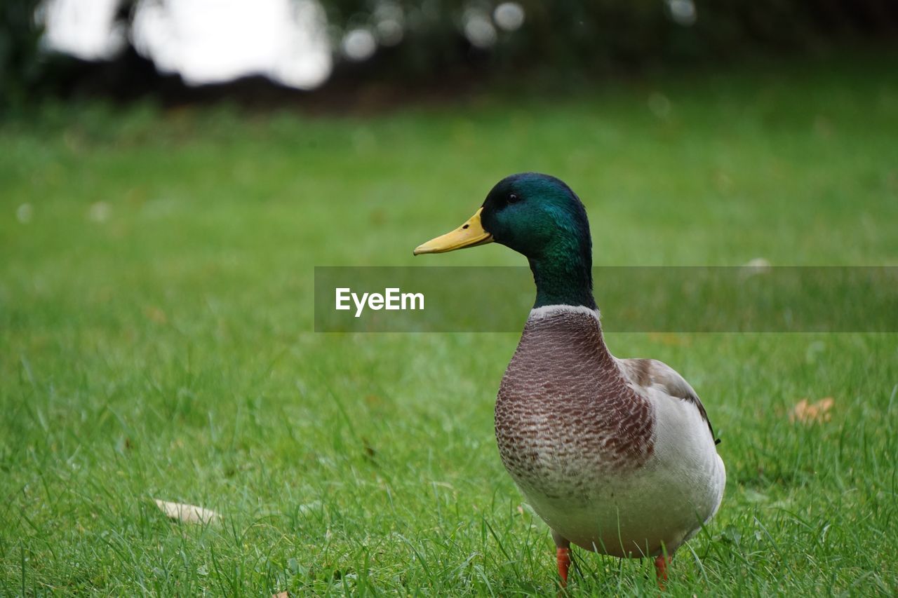 Close-up of duck on field