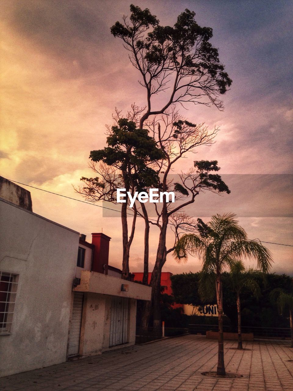 Trees in front of built structures