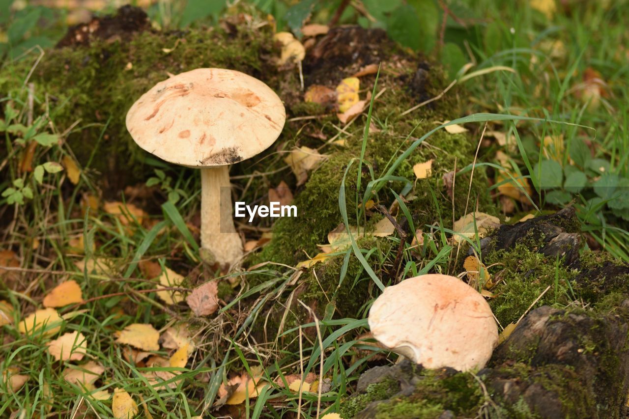 CLOSE-UP OF MUSHROOM ON FIELD