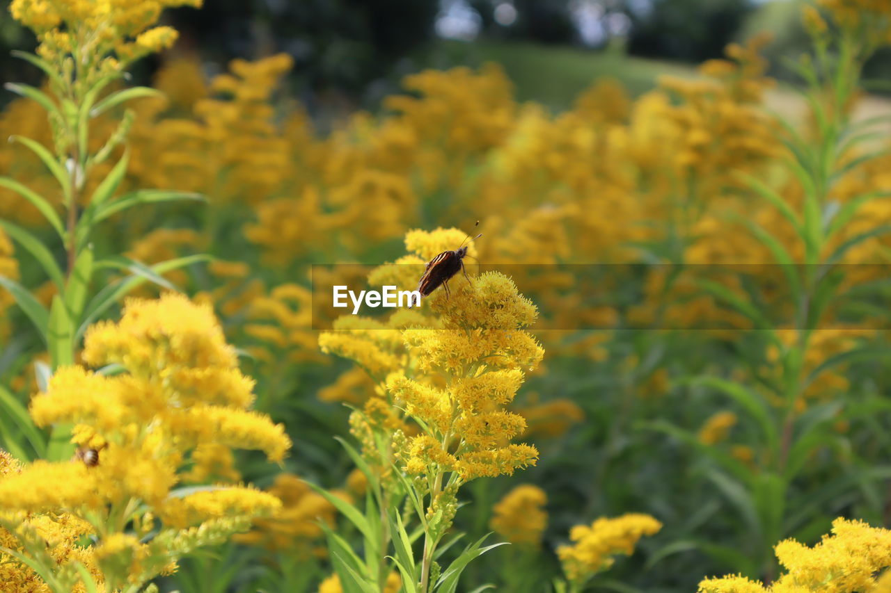 CLOSE-UP OF BEE ON YELLOW FLOWERS