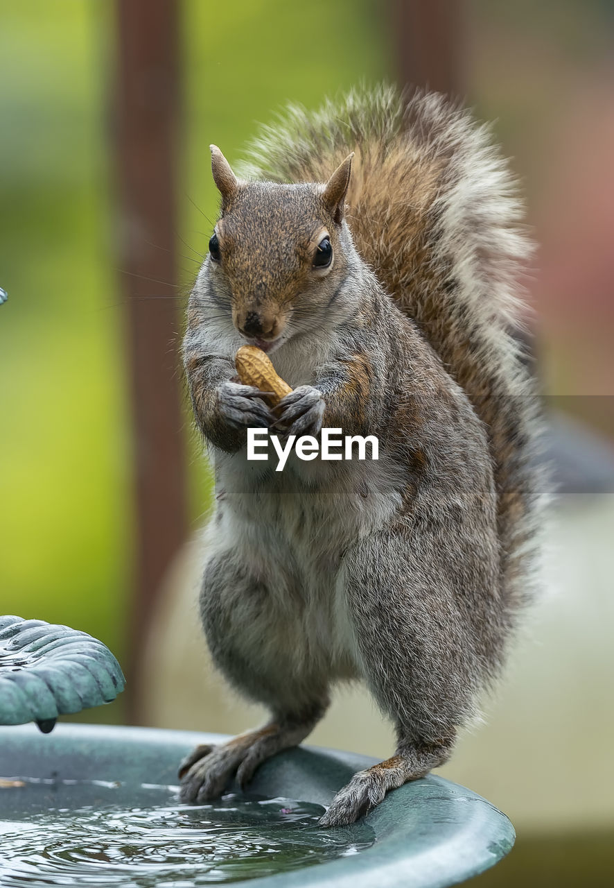 CLOSE-UP OF SQUIRREL EATING MEAT