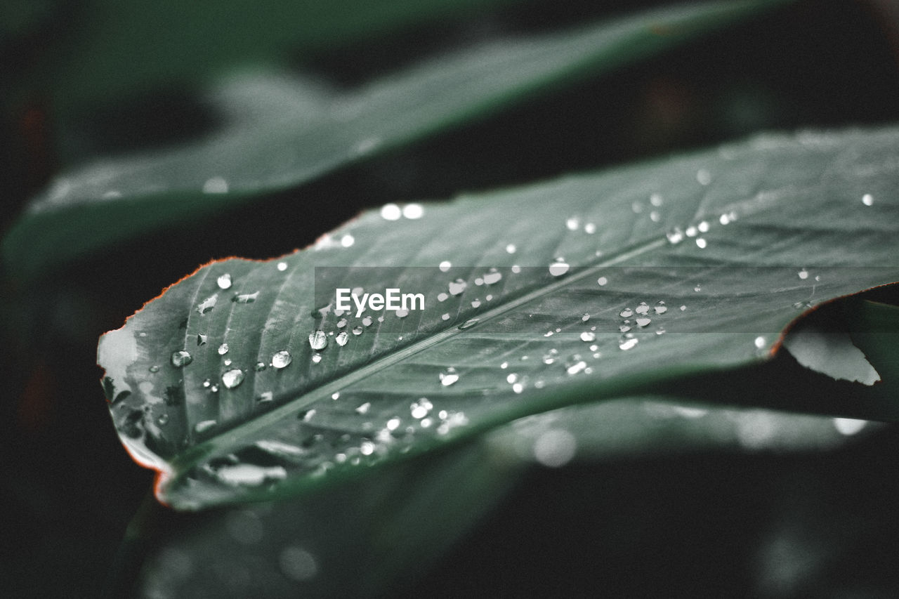 Close-up of raindrops on leaves