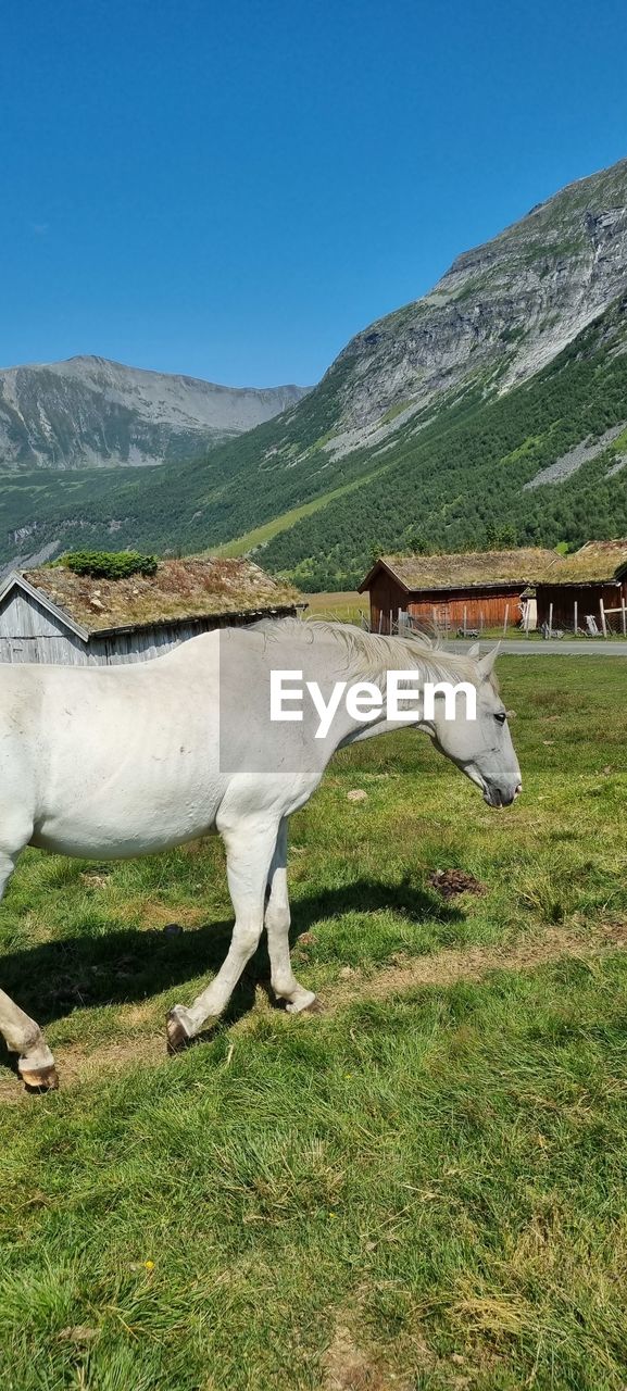 HORSE STANDING IN A FIELD