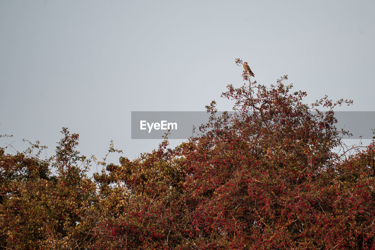 nature, tree, leaf, animal wildlife, autumn, animal themes, animal, plant, wildlife, bird, sky, no people, flower, beauty in nature, morning, low angle view, outdoors, branch, day, perching, one animal, clear sky