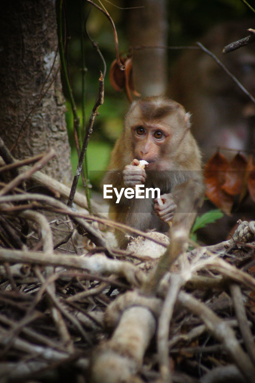 close-up of monkeys