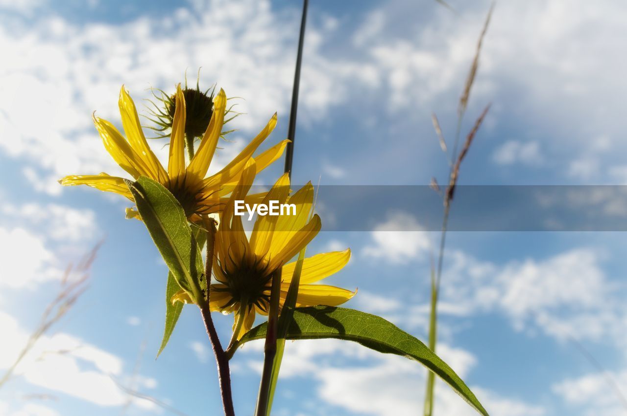 Low angle view of yellow flowering plant against sky