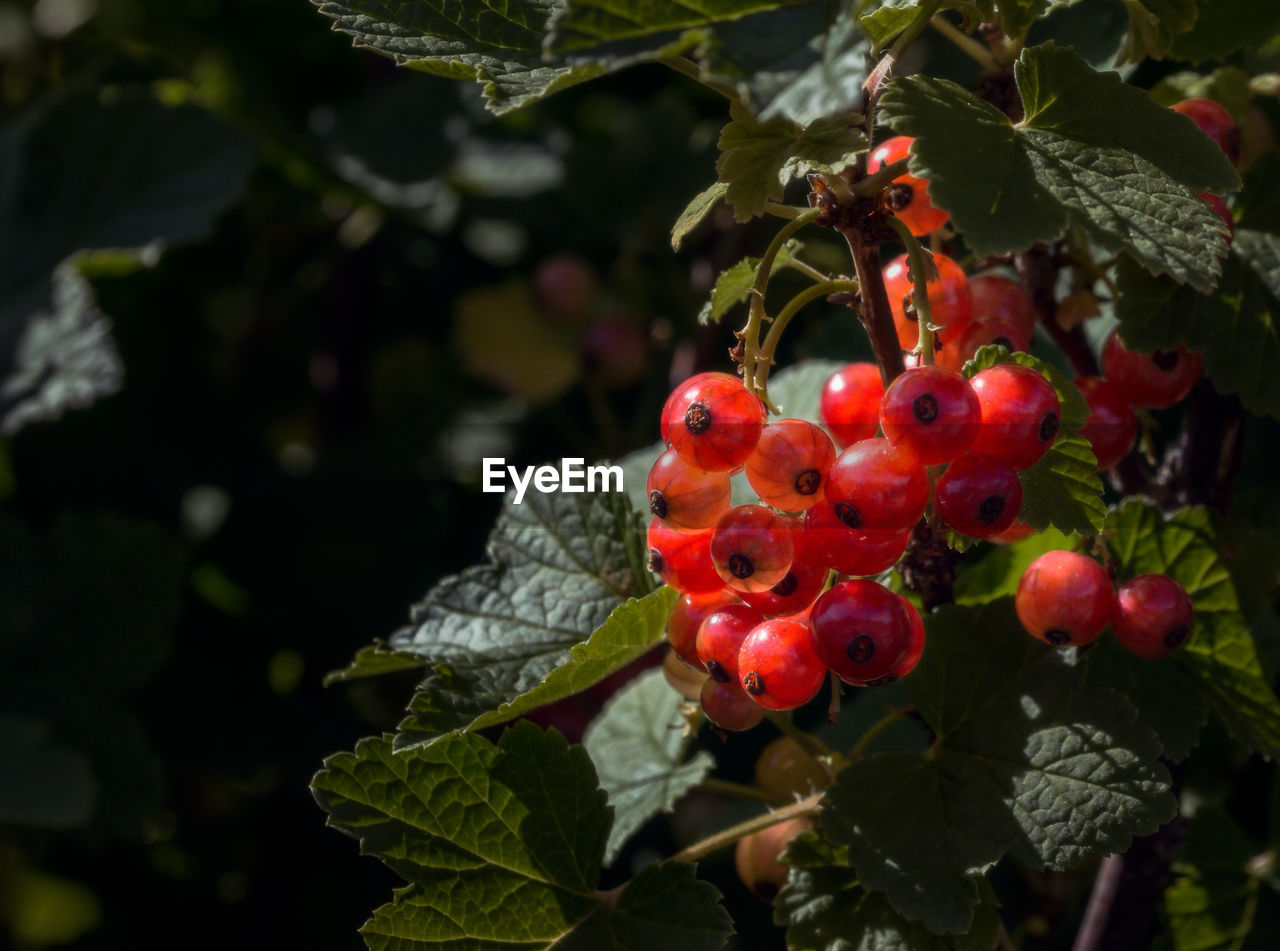 CLOSE-UP OF CHERRIES GROWING ON PLANT