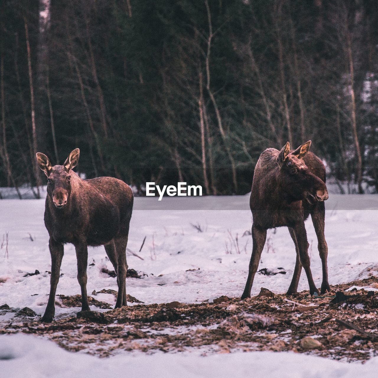 HORSES IN A FIELD