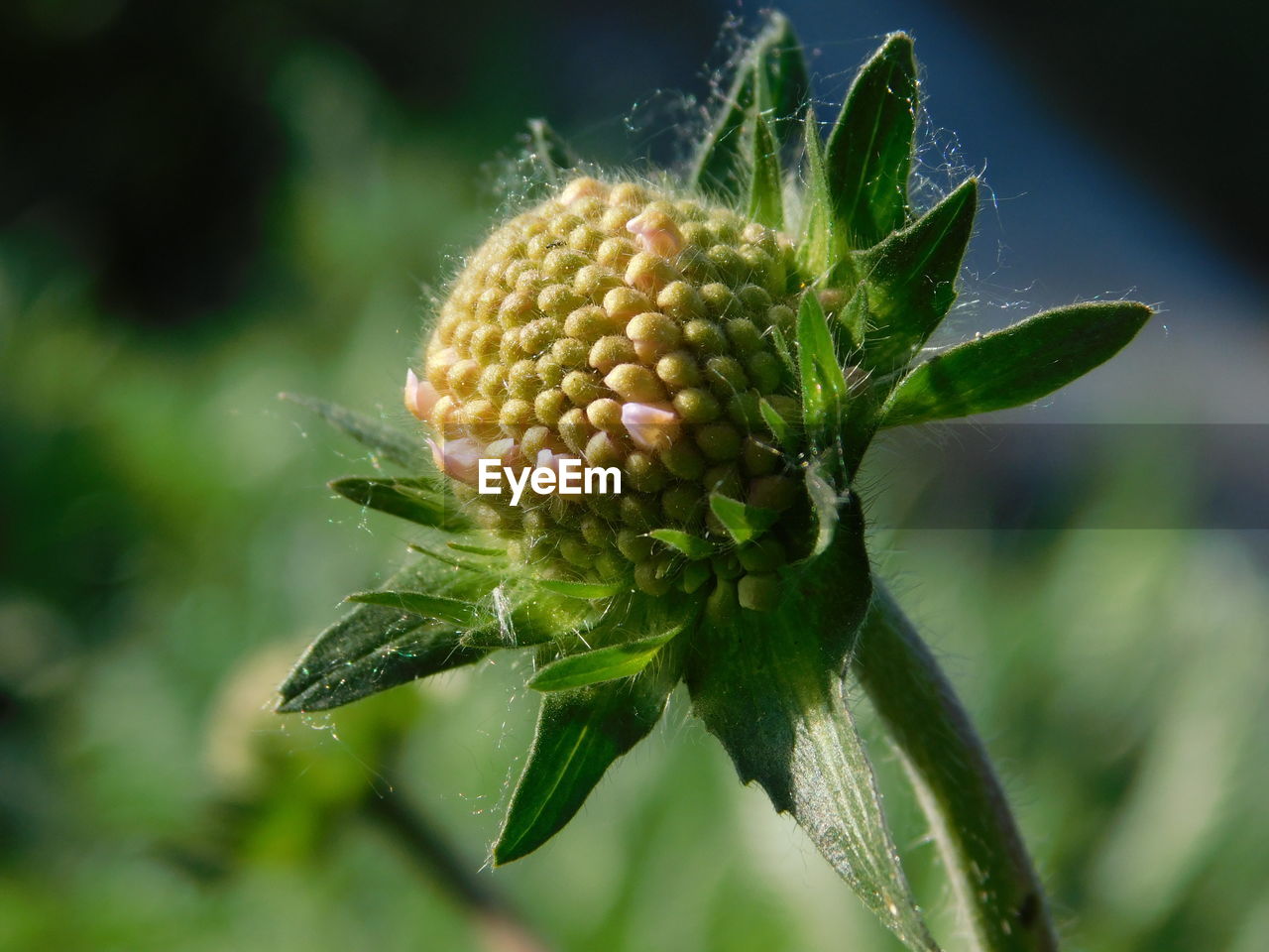 CLOSE-UP OF FLOWER BUD