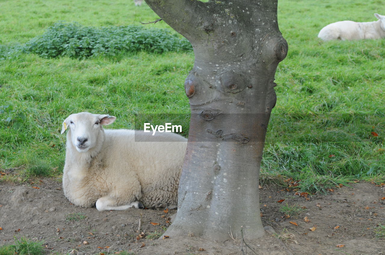 Sheep under tree