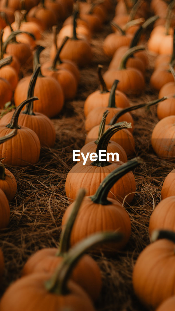 Close-up of pumpkins for sale