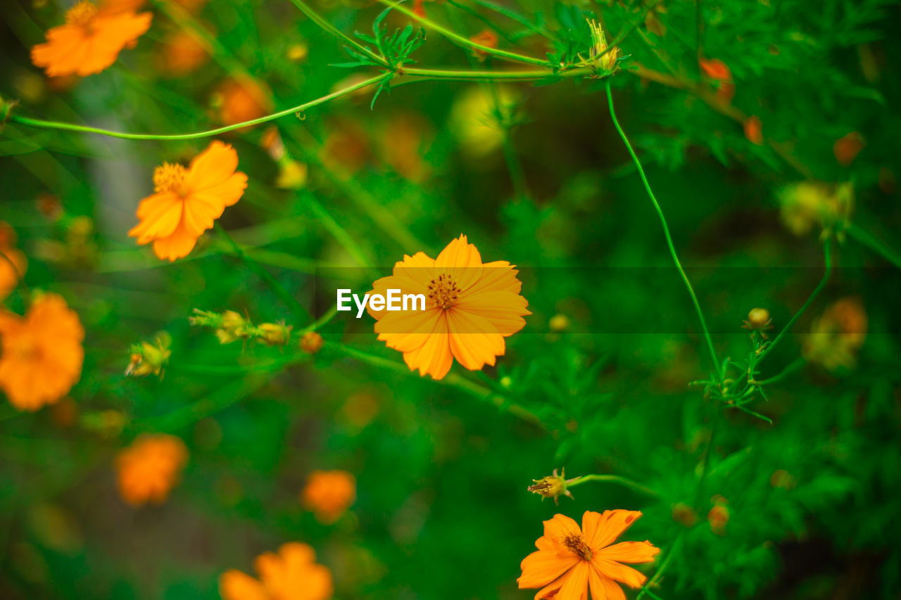 High angle view of yellow flowering plant