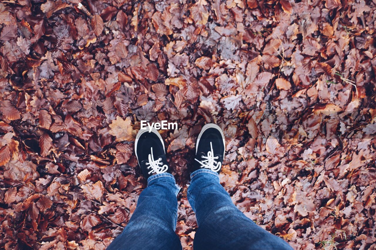 Low section of person standing on autumn leaves