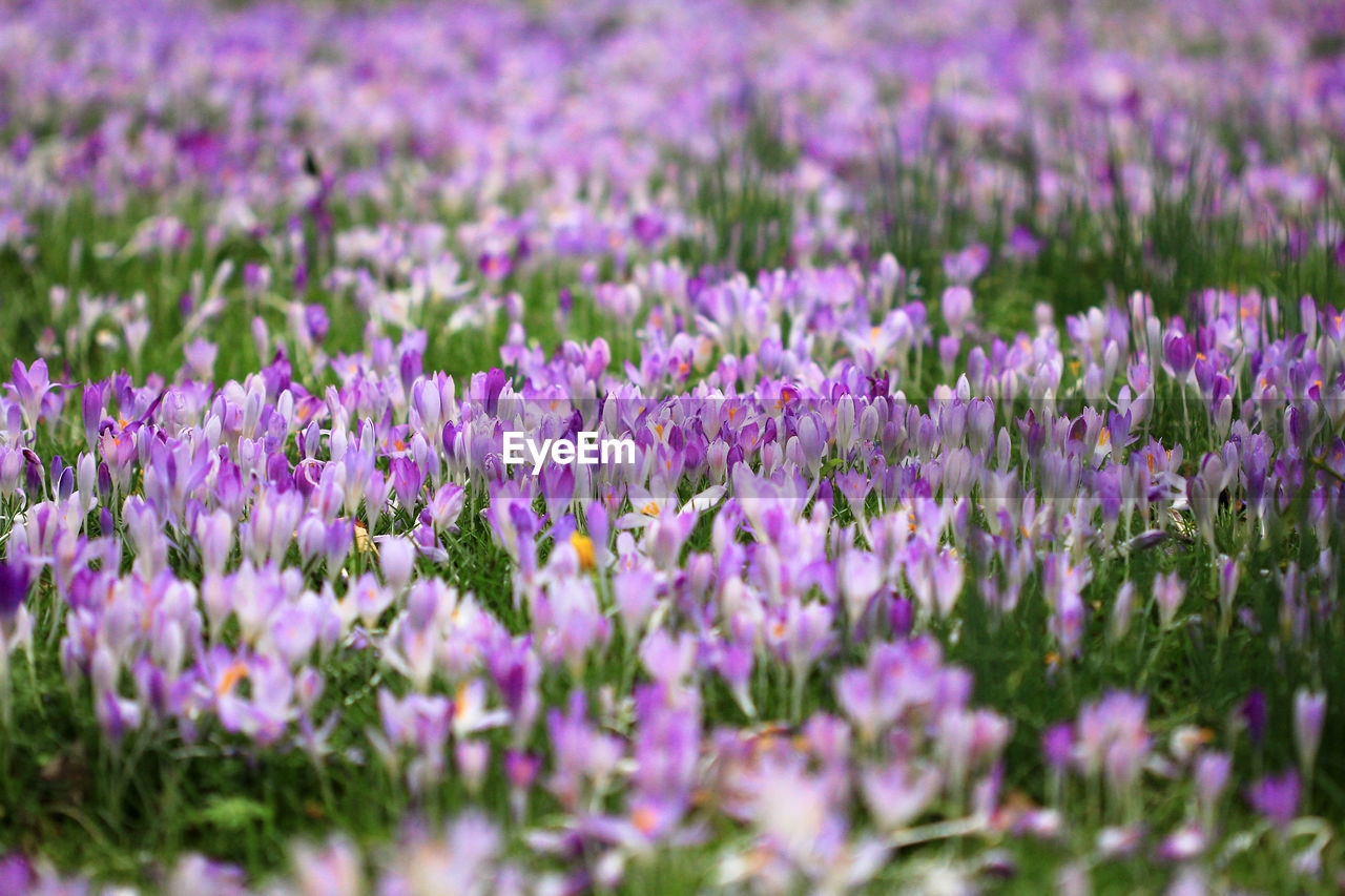 PURPLE FLOWERS BLOOMING ON FIELD