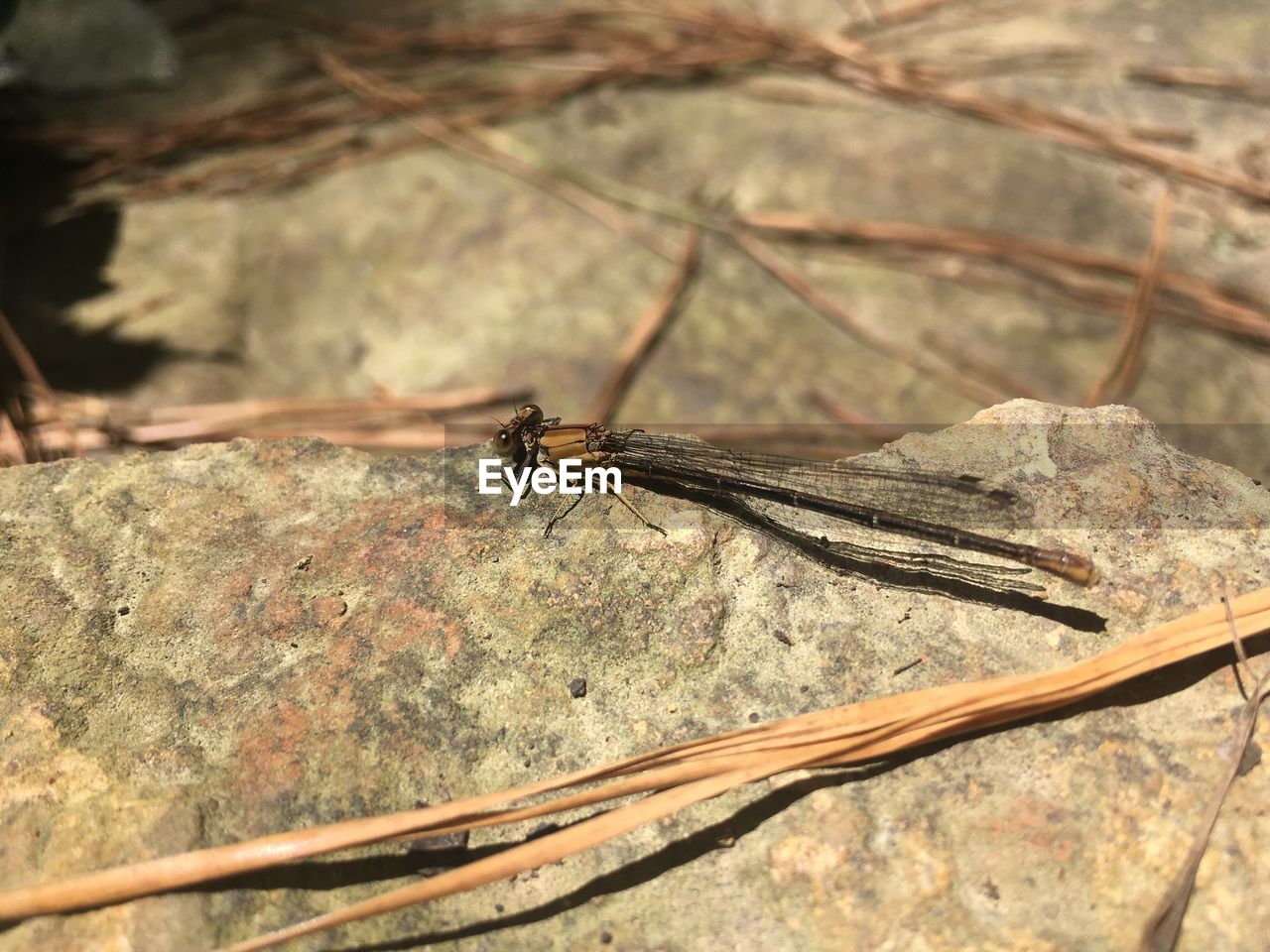 CLOSE-UP OF AN INSECT ON LEAF