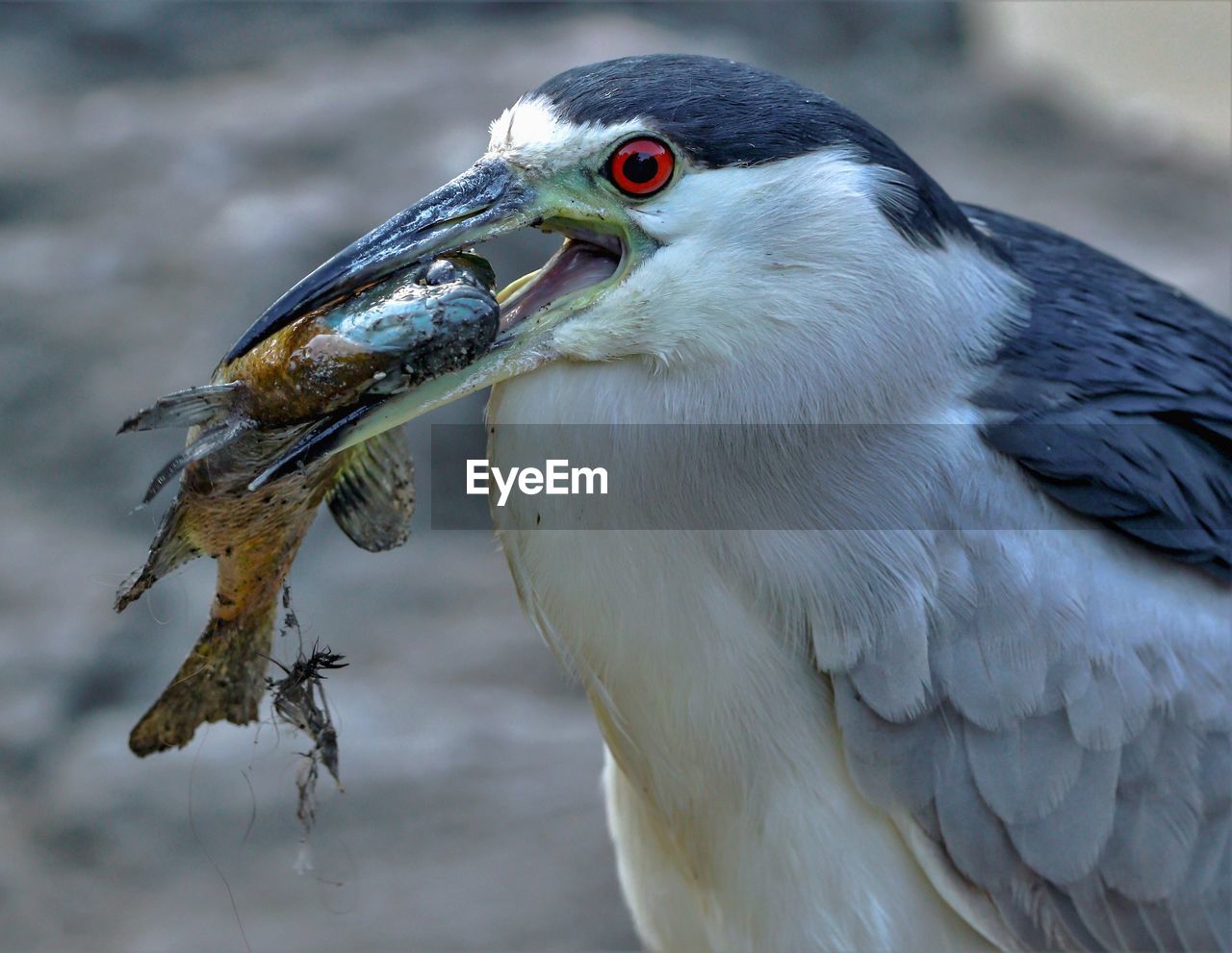Close-up of bird with fish