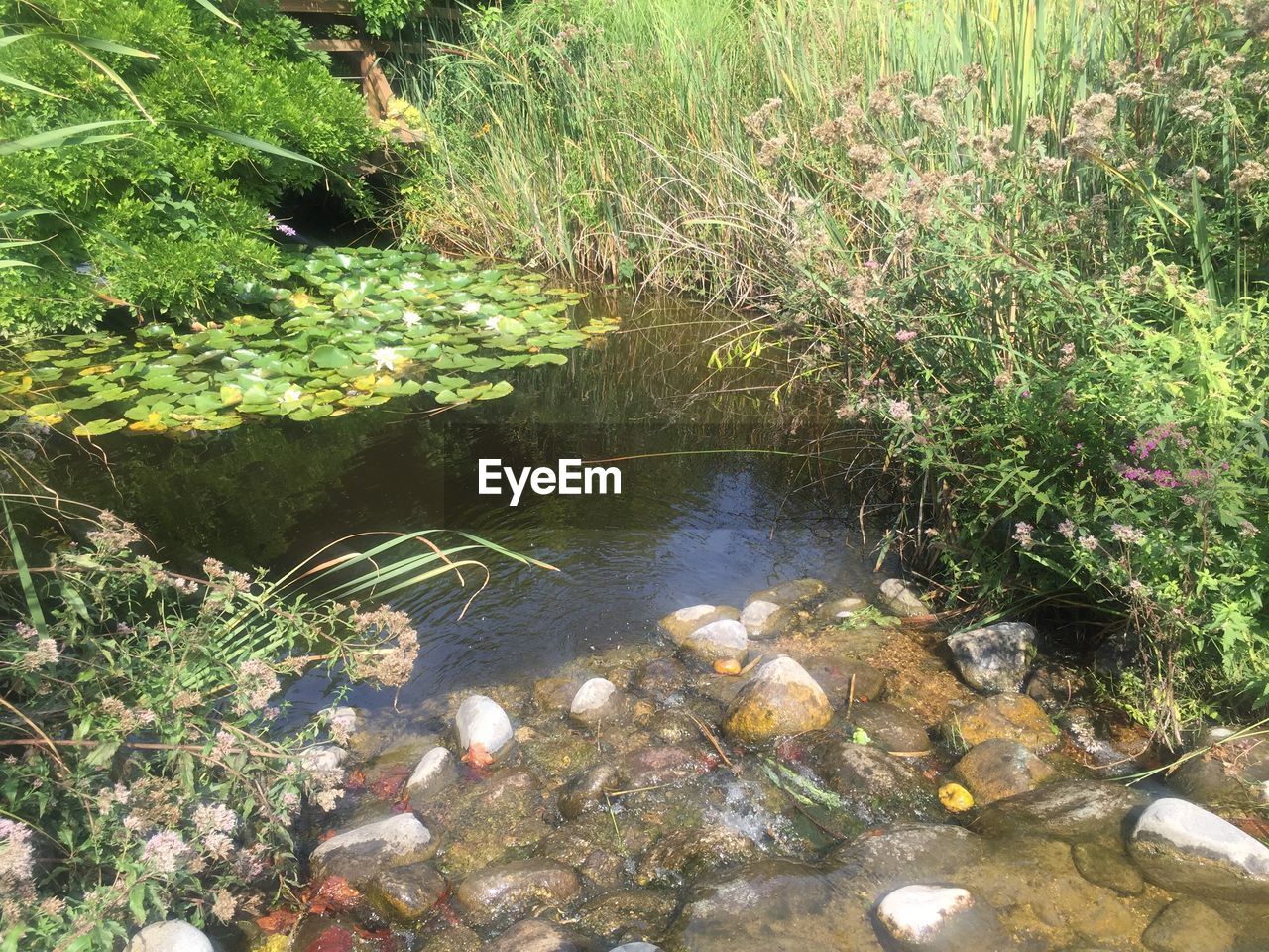 HIGH ANGLE VIEW OF PLANTS GROWING BY RIVER