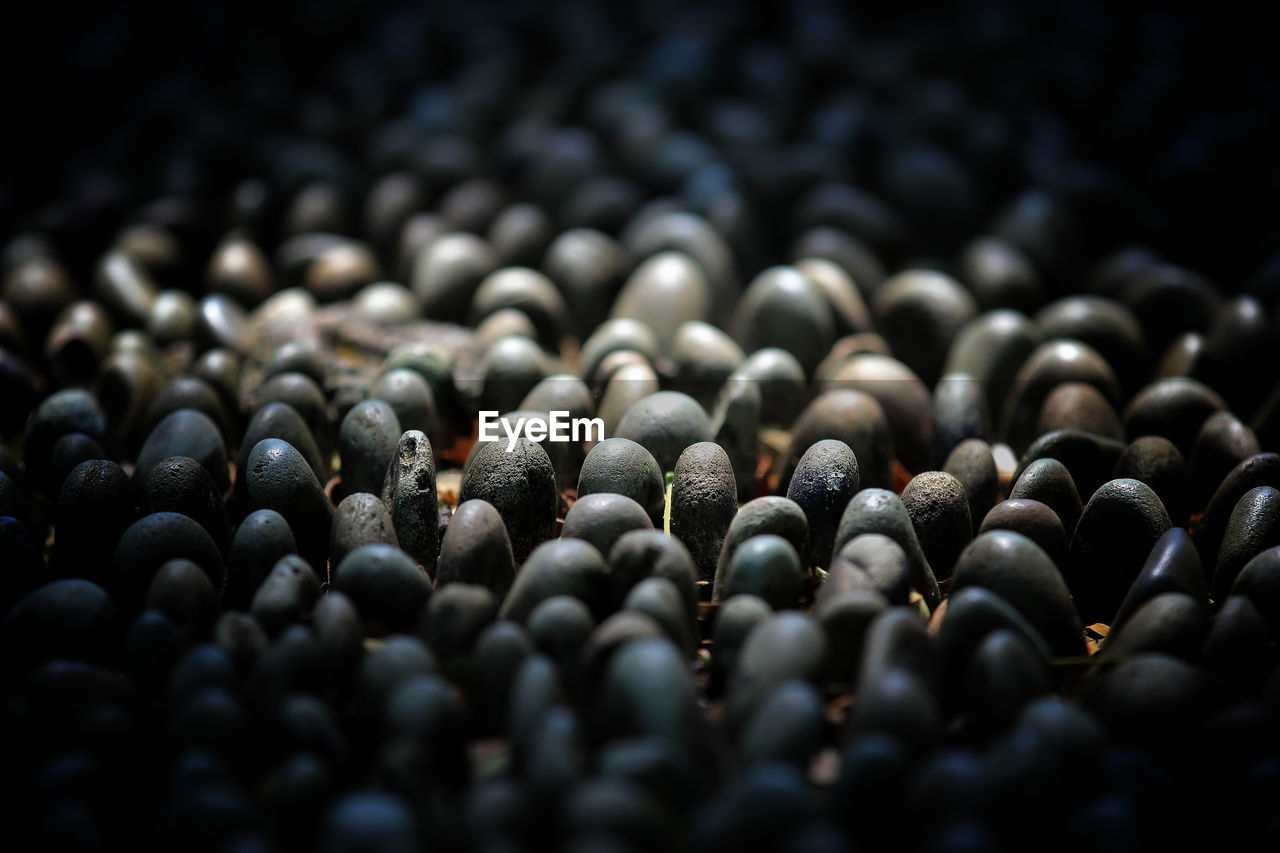 Full frame shot of black coffee beans